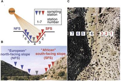 Transcriptomes Divergence of Ricotia lunaria Between the Two Micro-Climatic Divergent Slopes at “Evolution Canyon” I, Israel